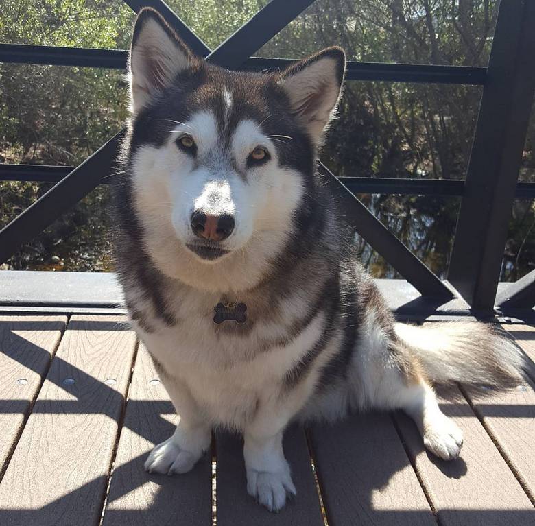 Corgi alaskan husky store mix