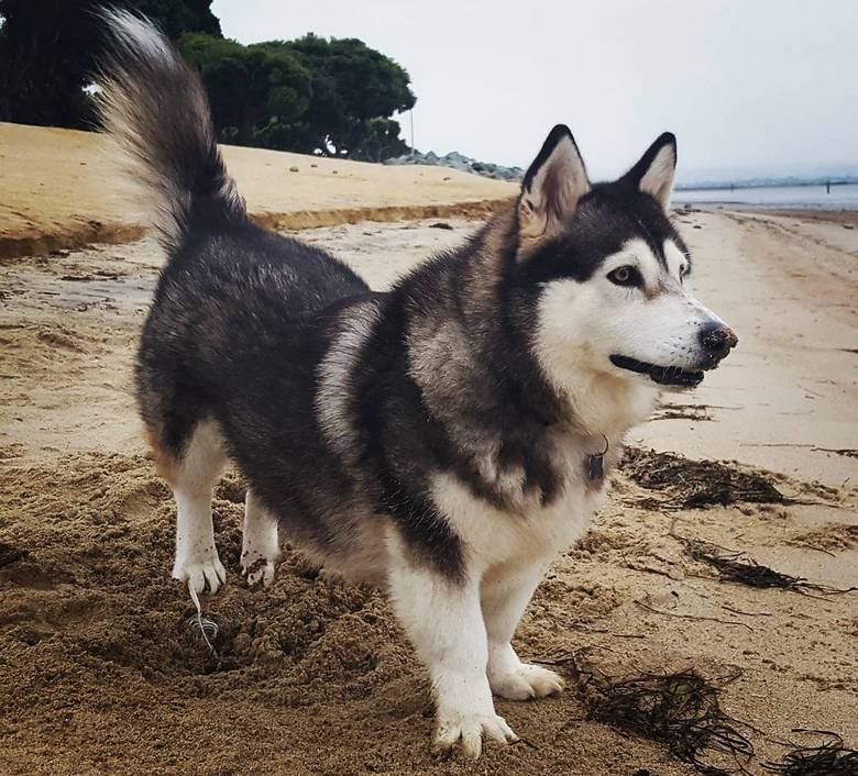 cute corgi husky mix