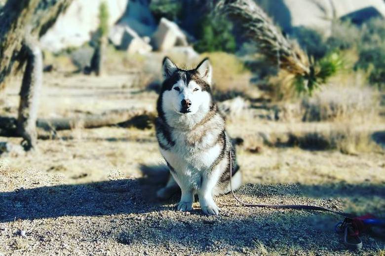 husky corgi mix