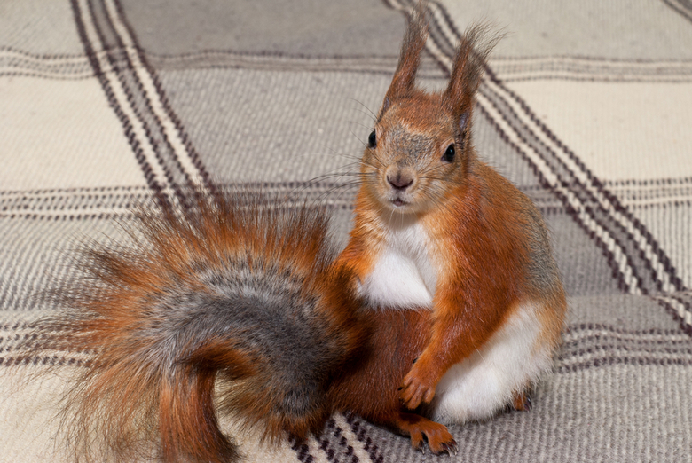 red squirrel in the house