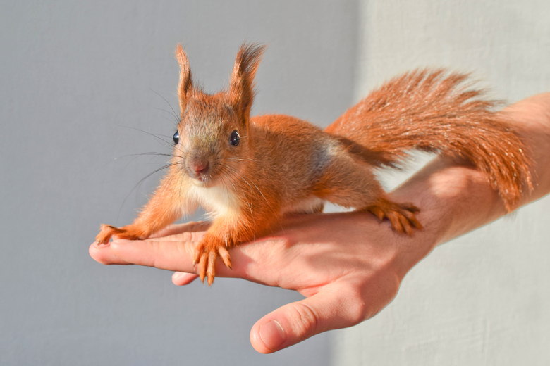 Mini Eekhoorn Huisdier - Vogels