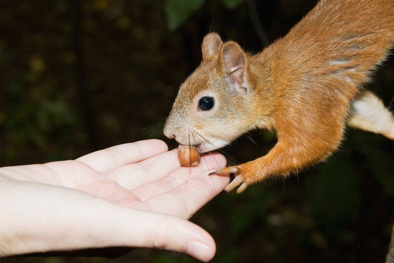 squirrel takes nut from hand