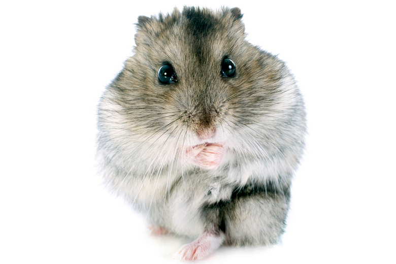 Campbell's dwarf hamster