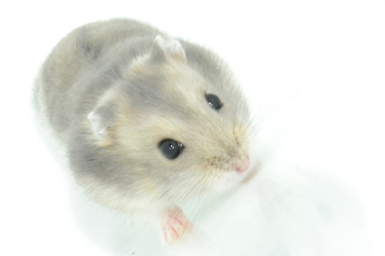 The Cute, the Small, and the Fluffy: Popular Types of Hamster - PetPact