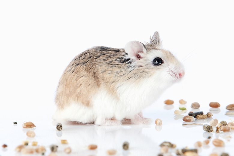 Roborovski Dwarf Hamster