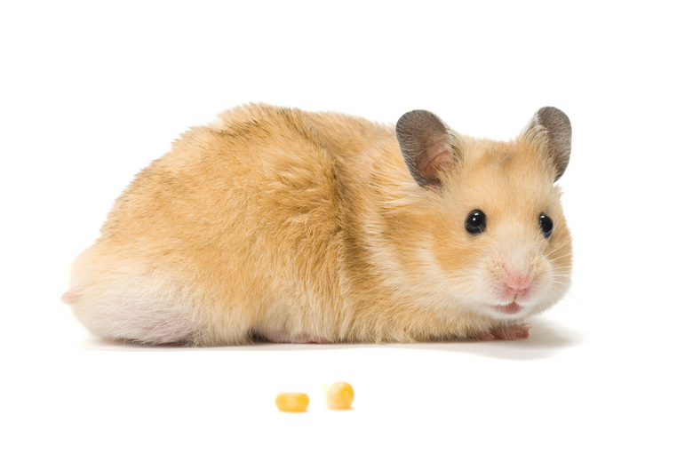 Syrian Hamster