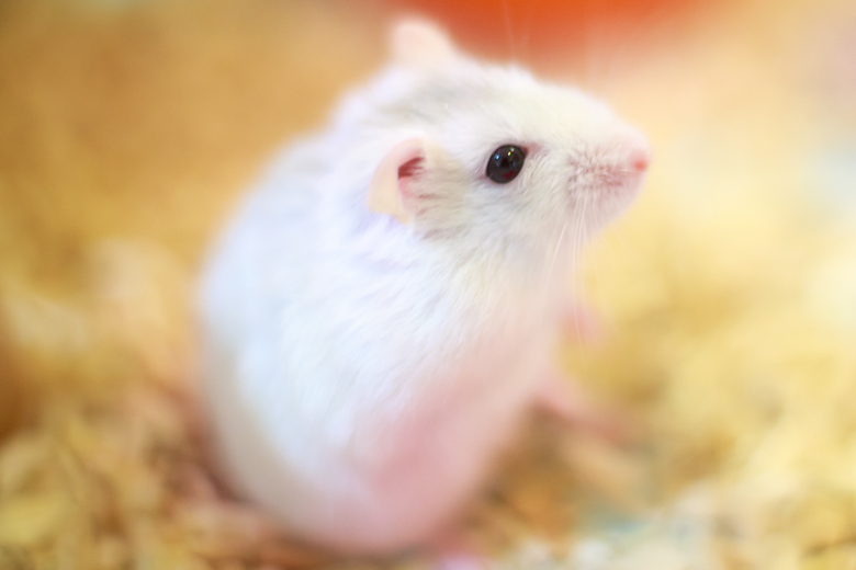 white fluffy hamster