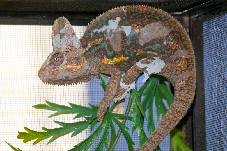 chameleon habitat