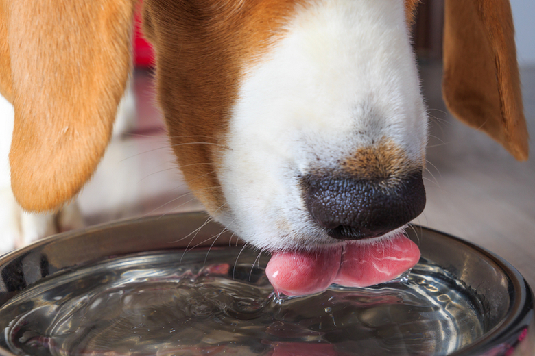 best water dispenser for dogs