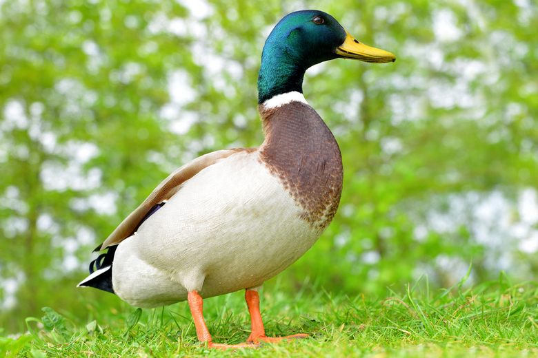 duck as pet