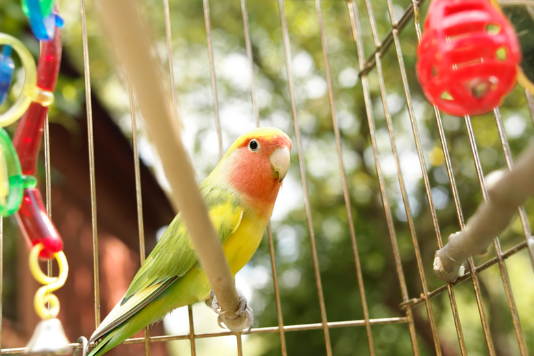 parrot in a cage