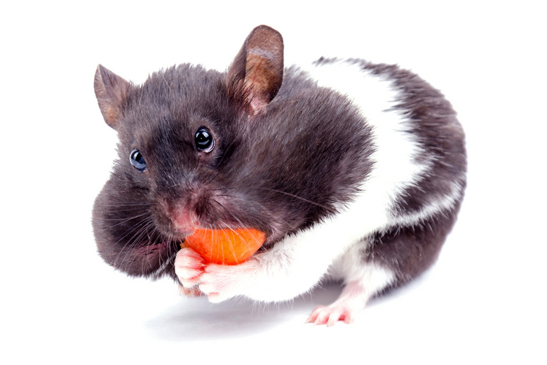 black and white teddy bear hamsters