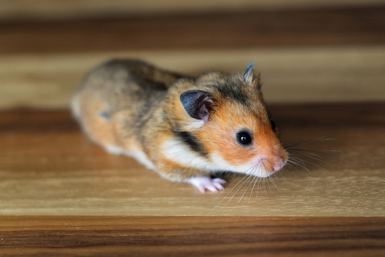 Golden hamsters are very small in size, averaging 4" to 6" with f...
