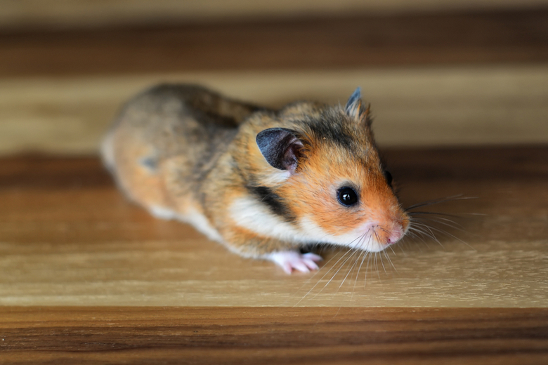 cute hamster