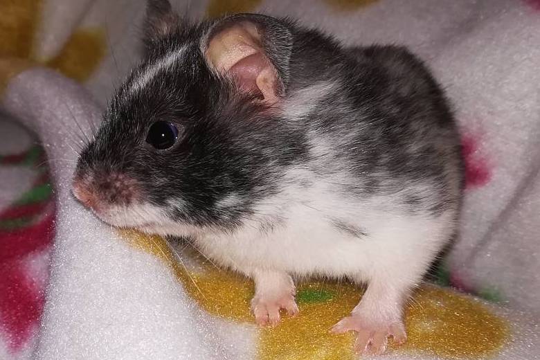 black and white fancy bear hamster