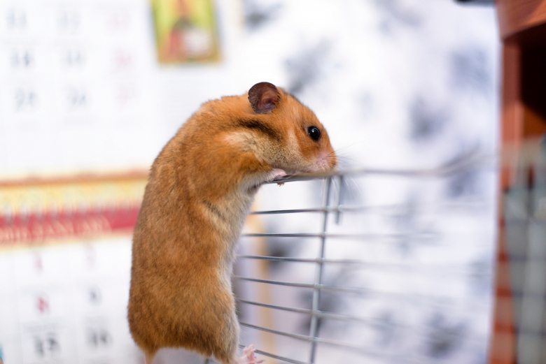 funny syrian hamster