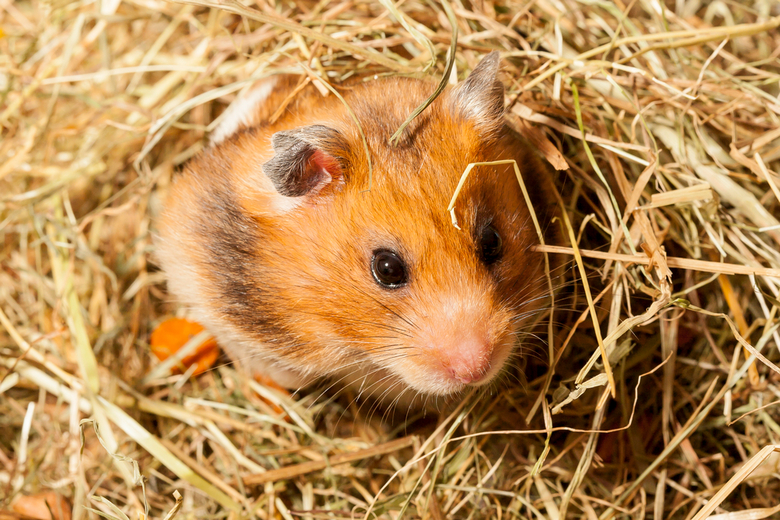 hamster in a hay