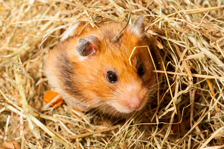 PetCare247 on X: All About the Syrian Teddy Bear #hamster: Housing,  Care, Toy and petting, Feeding, Lifespan and Are Teddy Bear Hamster Good  Family #pets?  / X