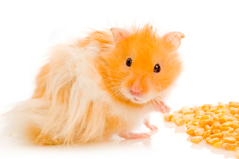 Longhaired Hamster