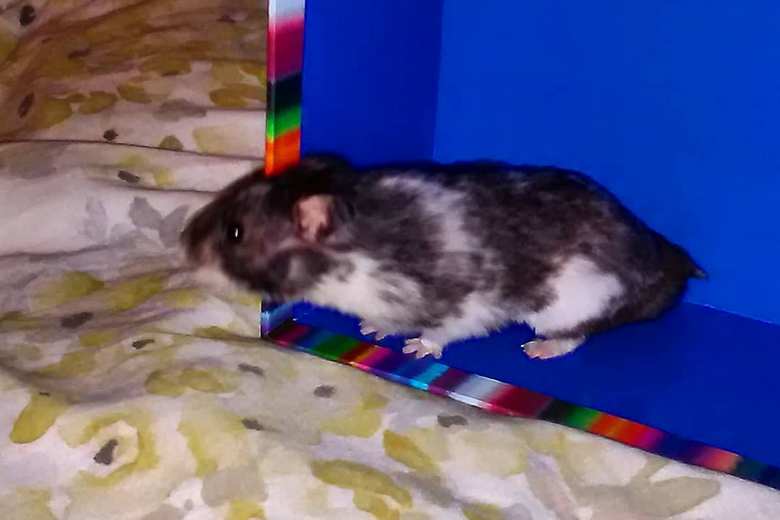 Piebald hamster