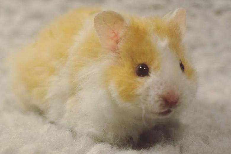 Teddy Bear Syrian Hamster As Pet Pet Comments