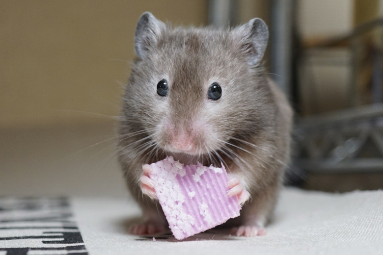 teddy bear hamster grey