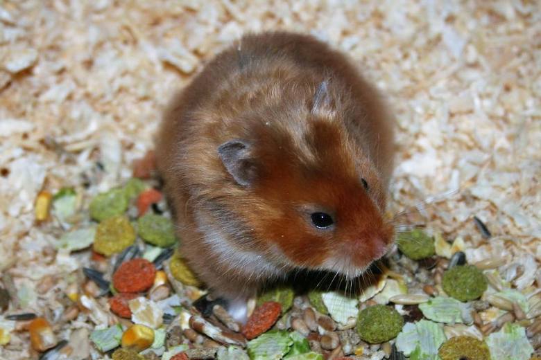 PetCare247 on X: All About the Syrian Teddy Bear #hamster: Housing,  Care, Toy and petting, Feeding, Lifespan and Are Teddy Bear Hamster Good  Family #pets?  / X