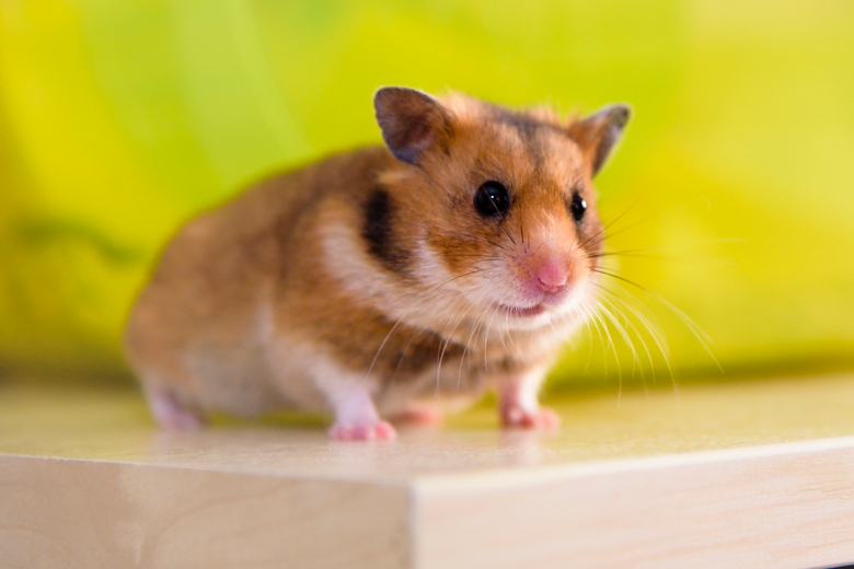 short haired syrian hamster