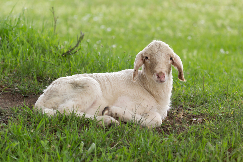 sheep lying on meadow