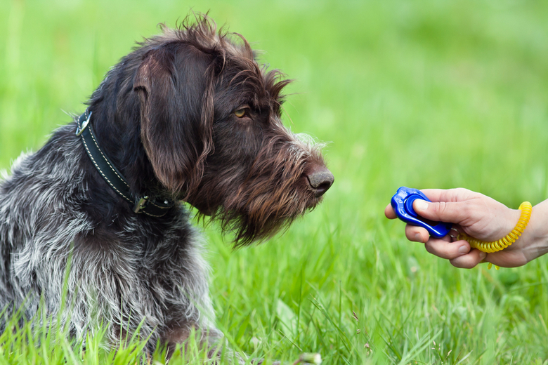 best dog training clickers