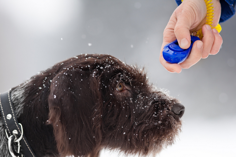 what is the best dog training clicker