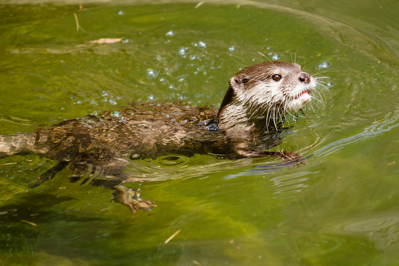 Asian Small-clawed Otter