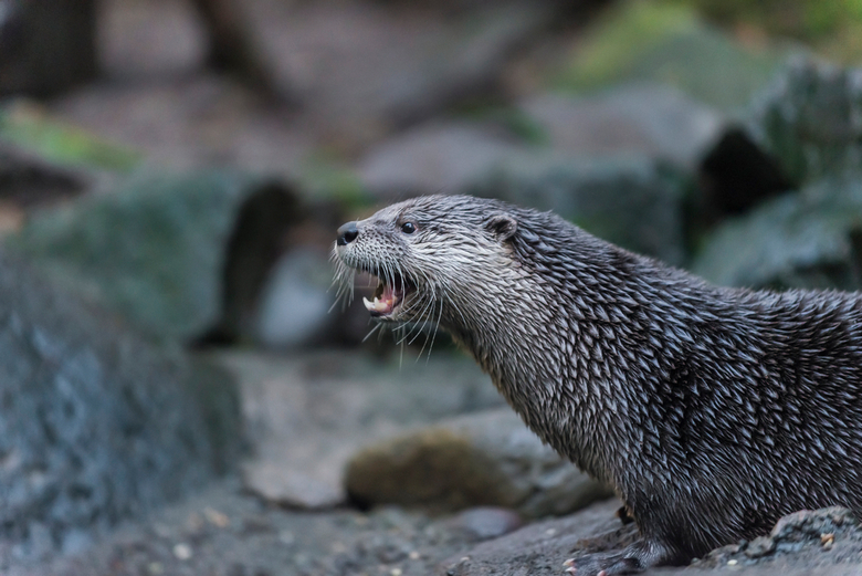 North American River Otter