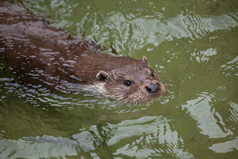 European Otter