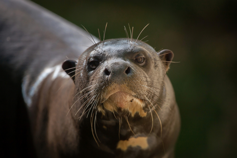 Giant Otter