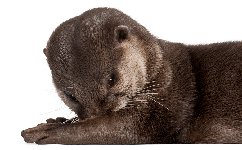 otter