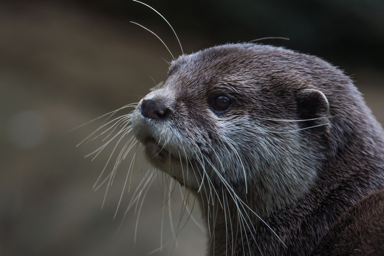 pet otter.