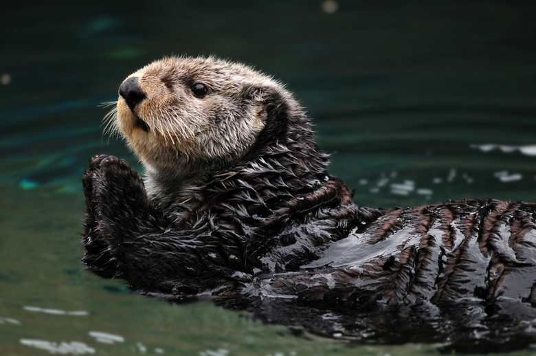 Sea Otter