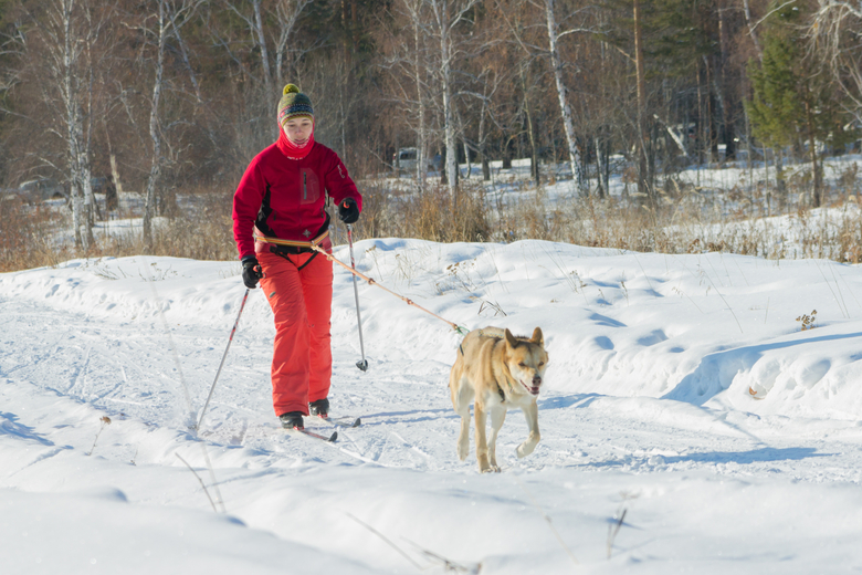 dog skijoring sport