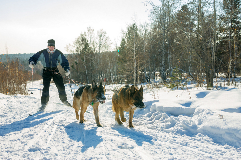 skijoring