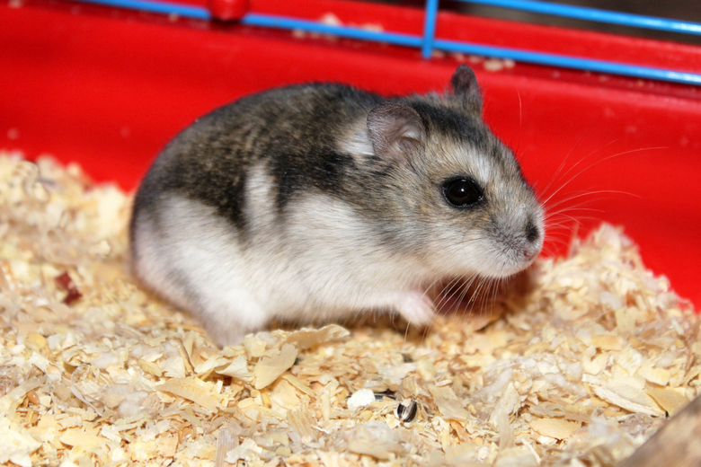 clean hamster cage