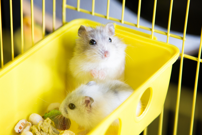 cute jungar hamsters