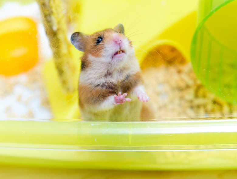 hamster travel cage