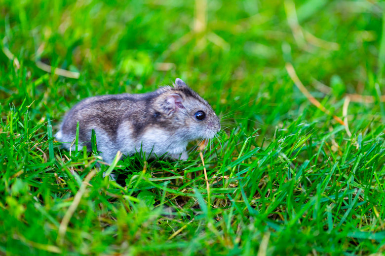 hamster running fresh grass