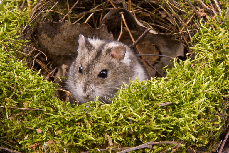 wild hamsters