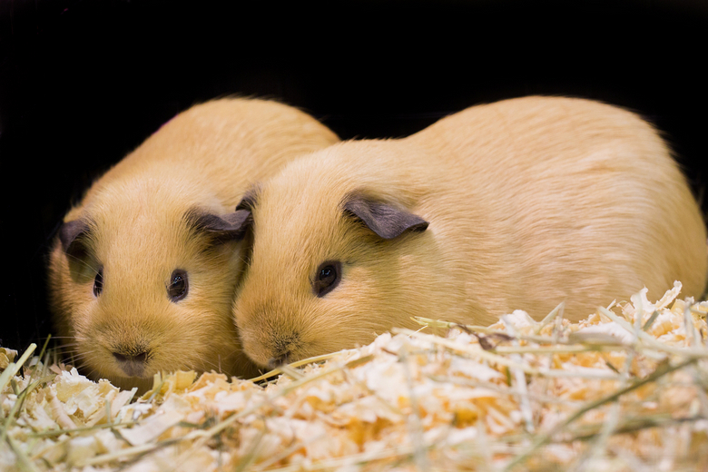 good bedding for guinea pigs