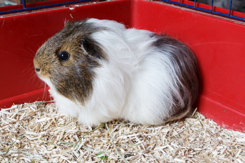 safe bedding for guinea pigs