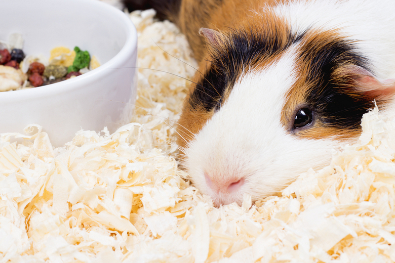 pet guinea pig sleep