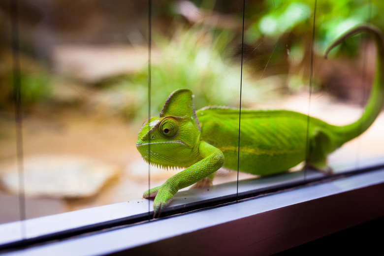 chameleon in glass terrarium