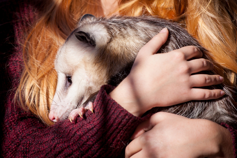 opossum as pet